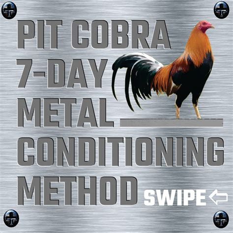 pitcobra226 com login|PIT COBRA Gamefowl and Racing Pigeon CoBraders! ️.